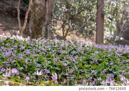 Asuke-cho, Toyota City, Aichi Prefecture, Korankei Gorge's Katakuri colony Asuke-cho, Toyota City, Aichi Prefecture, Korankei Gorge's Katakuri colony 76612688