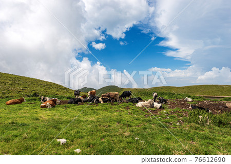 Herd of Cows on Green Pasture in Italian Alps - Monte Baldo Veneto Italy Herd of Cows on Green Pasture in Italian Alps - Monte Baldo Veneto Italy 76612690