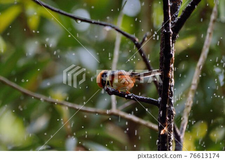 紅頭山雀（Aegithalos concinnus） 76613174