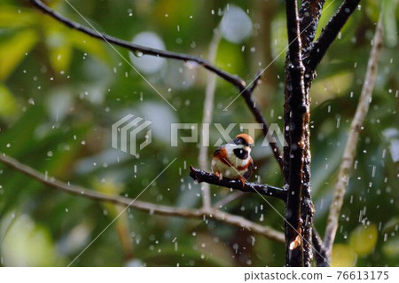 紅頭山雀（Aegithalos concinnus） 76613175