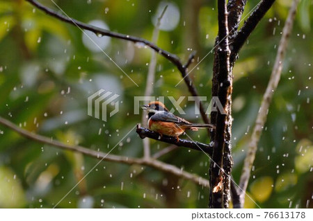 紅頭山雀（Aegithalos concinnus） 76613178