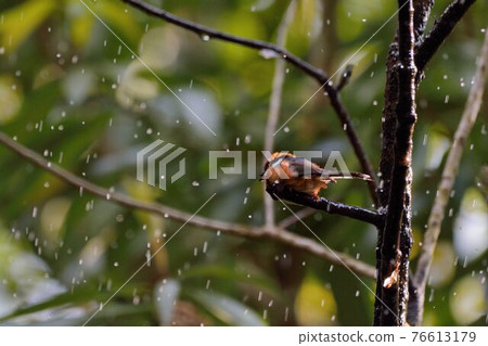 紅頭山雀（Aegithalos concinnus） 76613179