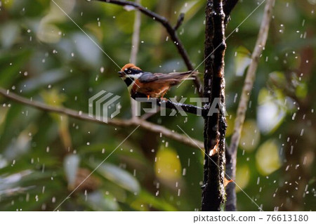 紅頭山雀（Aegithalos concinnus） 76613180