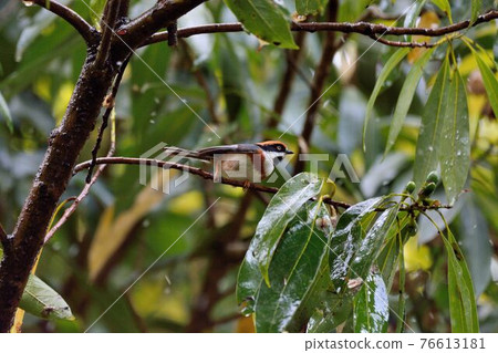 紅頭山雀（Aegithalos concinnus） 76613181