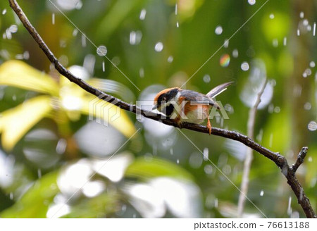 紅頭山雀（Aegithalos concinnus） 76613188