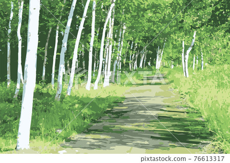 Birch road in early summer in Hokkaido Birch road in early summer in Hokkaido 76613317