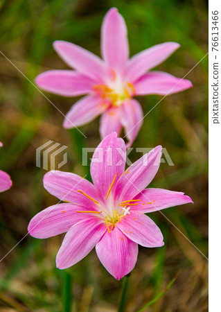 Saffron flowering flowers 76613466