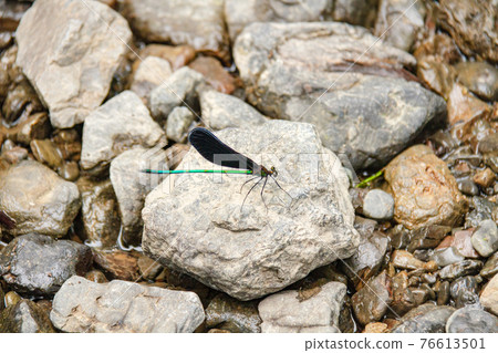 Haguro dragonfly alone 76613501