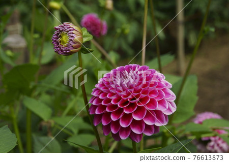 Dahlia Dahlia 76613873