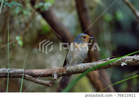 黃腹琉璃(Niltava vivida) 雌鳥 76613911