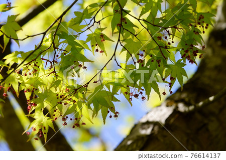 Early spring maple with flowers 6 Early spring maple with flowers 6 76614137