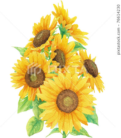向日葵聚會（透明水彩插圖） 76614230