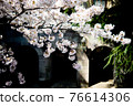櫻花盛開 76614306