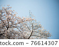 櫻花盛開 76614307