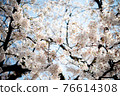 櫻花盛開 76614308