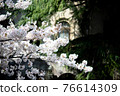 櫻花盛開 76614309