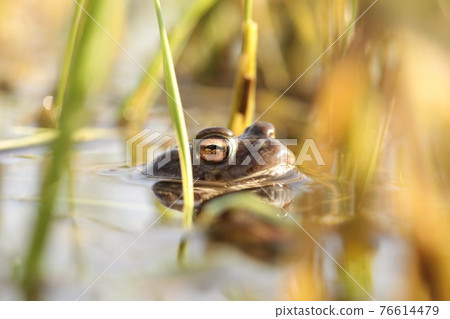 Frog in a pond during mating season on a sunny spring morning 76614479
