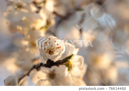 Spring flowers blooming on a tree 76614480