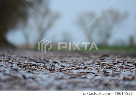 Snowy path with wood chips on the ground against blurred trees in the background 76614556