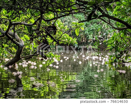 夏季盛開的一晚花Sagaribana 76614630