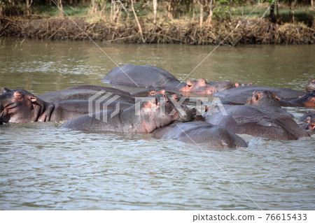 南非 Scrunchie 野生動物園 76615433