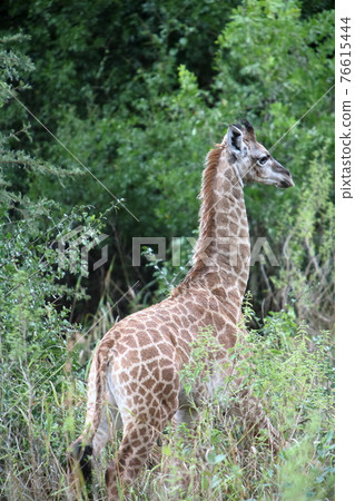 South Africa Scrunchie Wildlife Park South Africa Scrunchie Wildlife Park 76615444