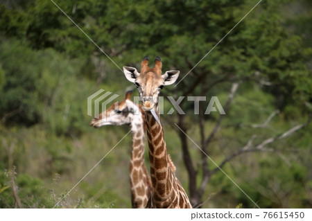 South Africa Scrunchie Wildlife Park South Africa Scrunchie Wildlife Park 76615450