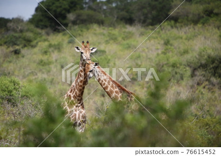 South Africa Scrunchie Wildlife Park South Africa Scrunchie Wildlife Park 76615452