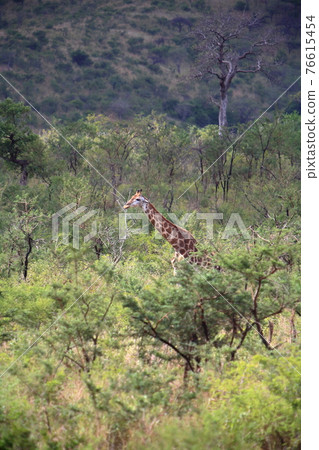 South Africa Scrunchie Wildlife Park South Africa Scrunchie Wildlife Park 76615454
