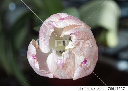 pale pink fading tulip on a dark background pale pink fading tulip on a dark background 76615537
