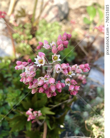 春天的花朵 76615885