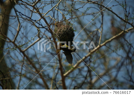 South Africa Drakensberg 76616017