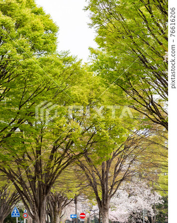 Spring in full bloom with beautiful zelkova trees and cherry blossoms in full bloom 76616206