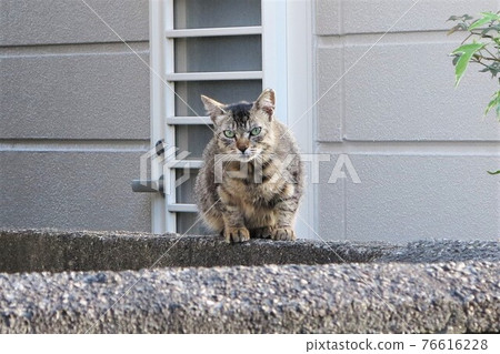 Sakura cat noraneko Sakura cat noraneko 76616228