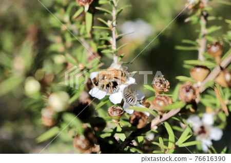Bees that collect the nectar of Manuka flowers that bloom out of season Bees that collect the nectar of Manuka flowers that bloom out of season 76616390