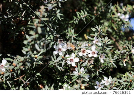 Bees collecting nectar from Manuka flowers that bloom out of season 76616391
