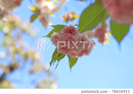 Pink double cherry blossoms Pink double cherry blossoms 76616451