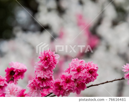 春天盛開，美麗的紅白花藻 76616481