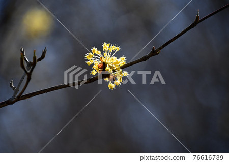 Sanshuyu (Yamushi) 76616789