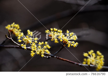 Sanshuyu (Yamushi) 76616790