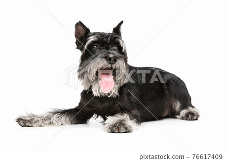 Cute puppy of Miniature Schnauzer dog posing isolated over white background 76617409