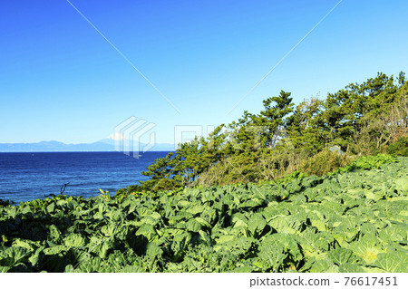 可以看到富士山的白菜田 76617451