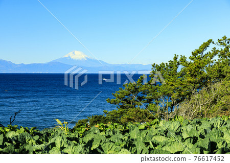 可以看到富士山的白菜田 76617452