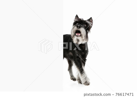 Cute puppy of Miniature Schnauzer dog posing isolated over white background 76617471