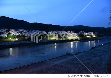 五十鈴川和櫻花 五十鈴川和櫻花 76617623