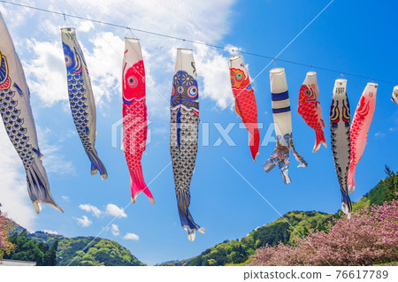Hanedani Dandan Park, carp streamers and cherry blossoms in full bloom <Kaizu City, Gifu Prefecture> 76617789