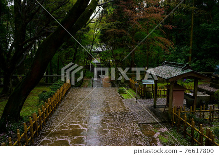 Cherry blossoms fall rain Nekoji Temple (Shikoku 88 Pilgrimage Sacred Ground No. 82 Fudasho) Cherry blossoms fall rain Nekoji Temple (Shikoku 88 Pilgrimage Sacred Ground No. 82 Fudasho) 76617800