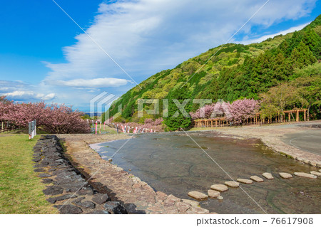 Hanedani Dandan Park, carp streamers and cherry blossoms in full bloom <Kaizu City, Gifu Prefecture> Hanedani Dandan Park, carp streamers and cherry blossoms in full bloom <Kaizu City, Gifu Prefecture> 76617908