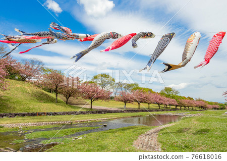 Hanedani Dandan Park, carp streamers and cherry blossoms in full bloom <Kaizu City, Gifu Prefecture> Hanedani Dandan Park, carp streamers and cherry blossoms in full bloom <Kaizu City, Gifu Prefecture> 76618016
