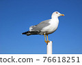 Single seagull with folded wings and closed beak against blue sky 76618251